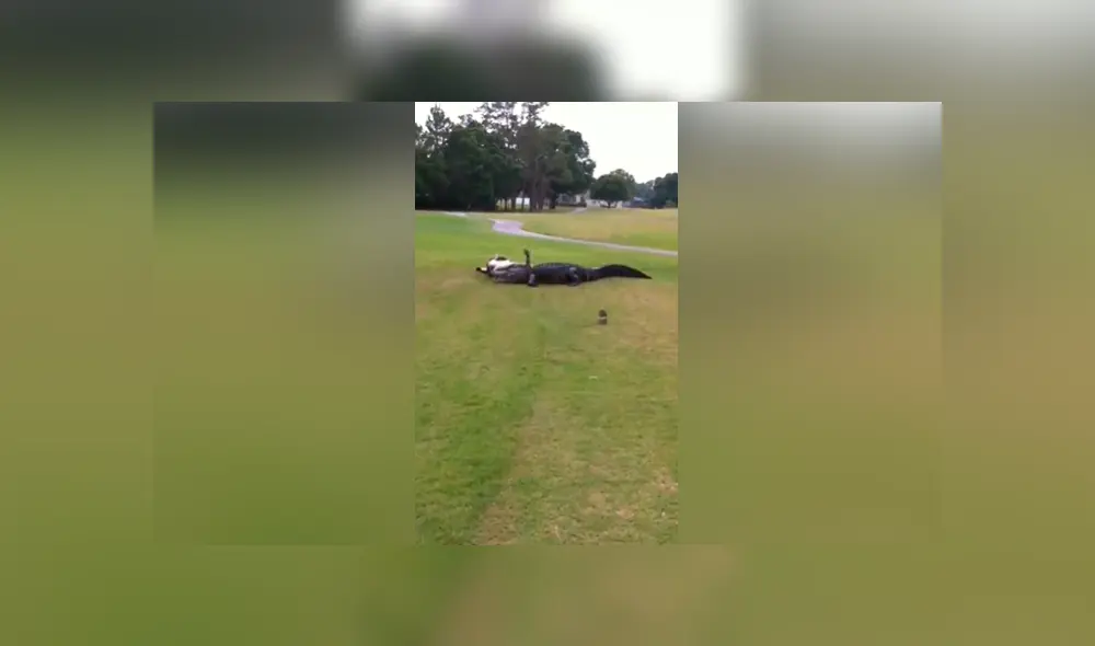 YouTube viral: capta brutal pelea entre hambrientos cocodrilos y terrible final sorprende en redes