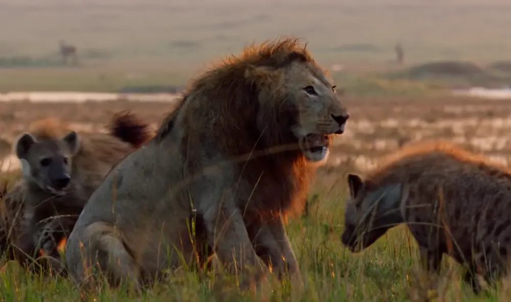 El león estaba aterrado al ver a la gran cantidad de hienas que lo rodeaban Foto: BBC Mundo / YouTube El león estaba aterrado al ver a la gran cantidad de hienas que lo rodeaban Foto: BBC Mundo / YouTube