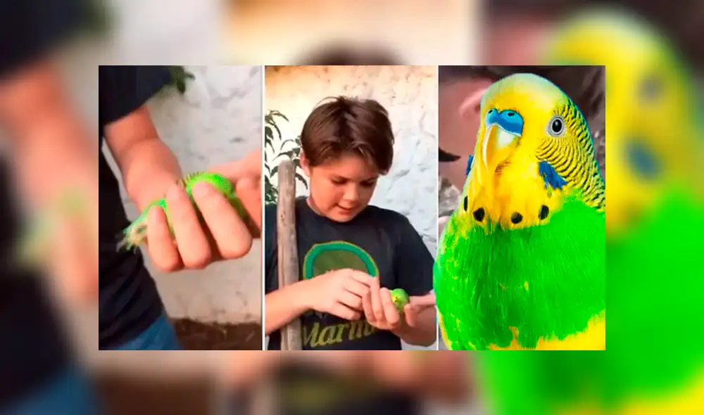 Google Translate: curioso resultado sorprende a usuarios al escribir 'Adiós Chimuelo' [VIDEO]