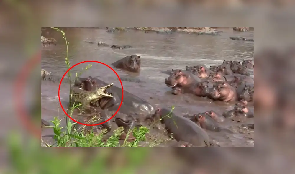 YouTube: cocodrilo se enfrenta a 30 hipopótamos y tiene un final inesperado [VIDEO]