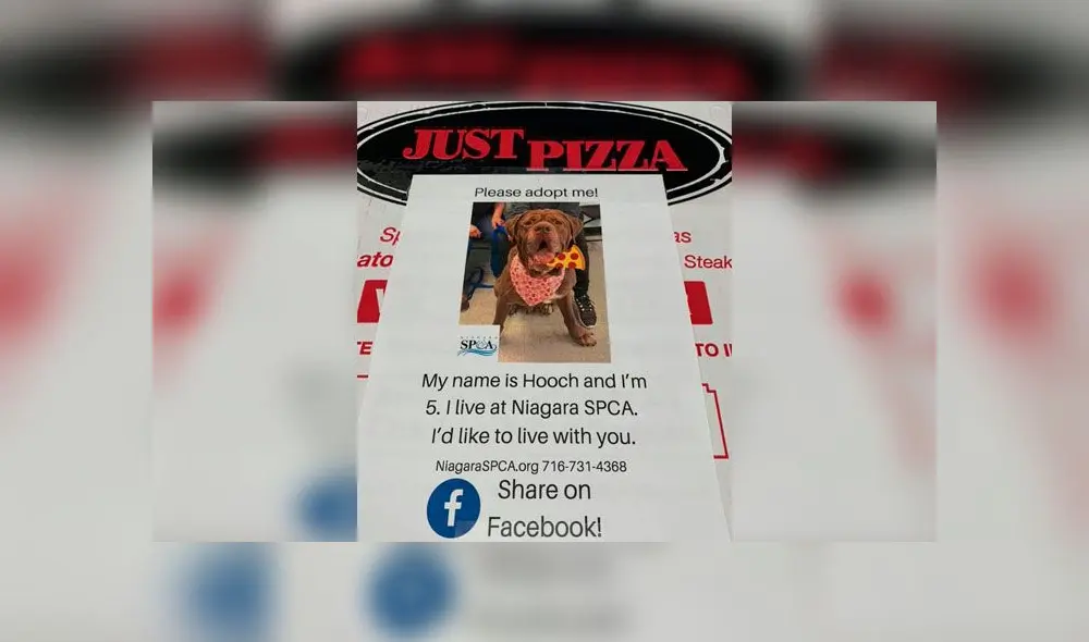 Pizzería pone en sus cajas fotografías de perros para su adopción Pizzería pone en sus cajas fotografías de perros para su adopción