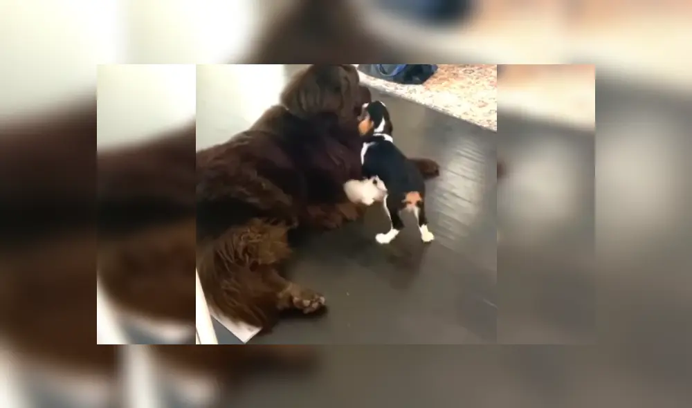 Desliza hacia la izquierda para ver más imágenes de este tierno momento. (Foto: captura / YouTube)