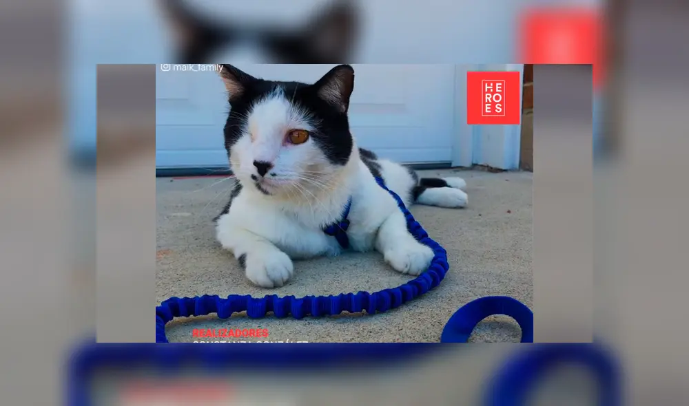 Desliza para ver fotos del gato que conmovió a todos en YouTube. Foto: Captura.