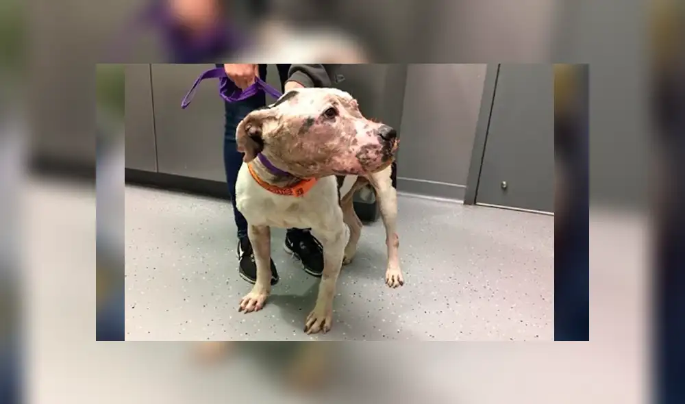 Facebook: perro fue maltratado y abandonado en una bolsa de basura, se recuperó y ahora luce así