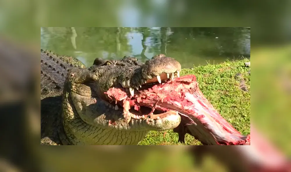 Jóvenes arrojan enormes trozos de carnes a piscina invadida de cocodrilos y sucede lo peor. Jóvenes arrojan enormes trozos de carnes a piscina invadida de cocodrilos y sucede lo peor.