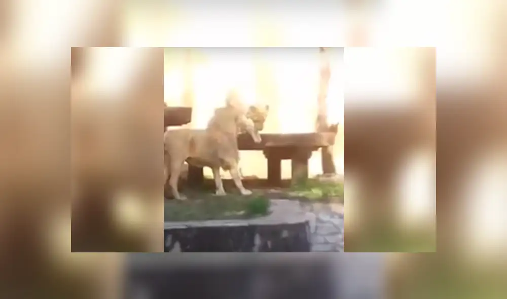 YouTube viral: ingeniosa madre usa gran truco para que su hijo no vea a dos leones en momento íntimo [VIDEO]