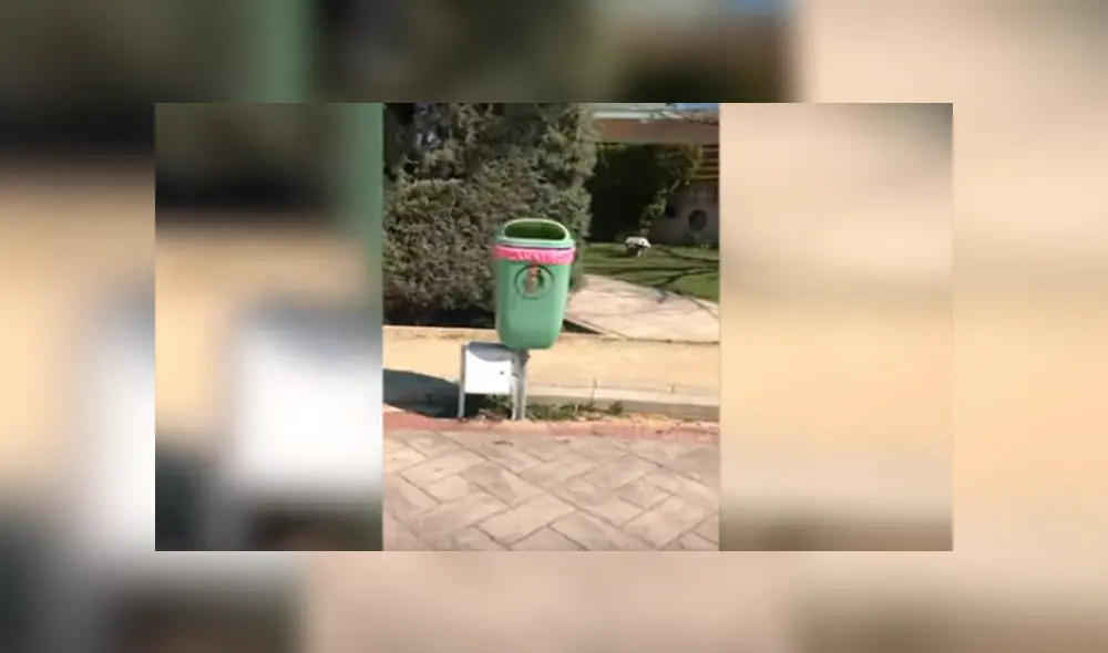 Desliza las imágenes para observar el susto que ocasionó un gato a una joven al esconderse en un tacho de basura. Desliza las imágenes para observar el susto que ocasionó un gato a una joven al esconderse en un tacho de basura.