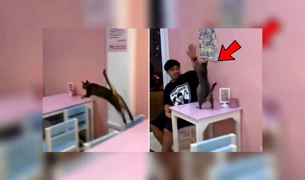 Facebook viral: gato ve a su dueño y hace hasta la imposible por darle un caluroso saludo Facebook viral: gato ve a su dueño y hace hasta la imposible por darle un caluroso saludo