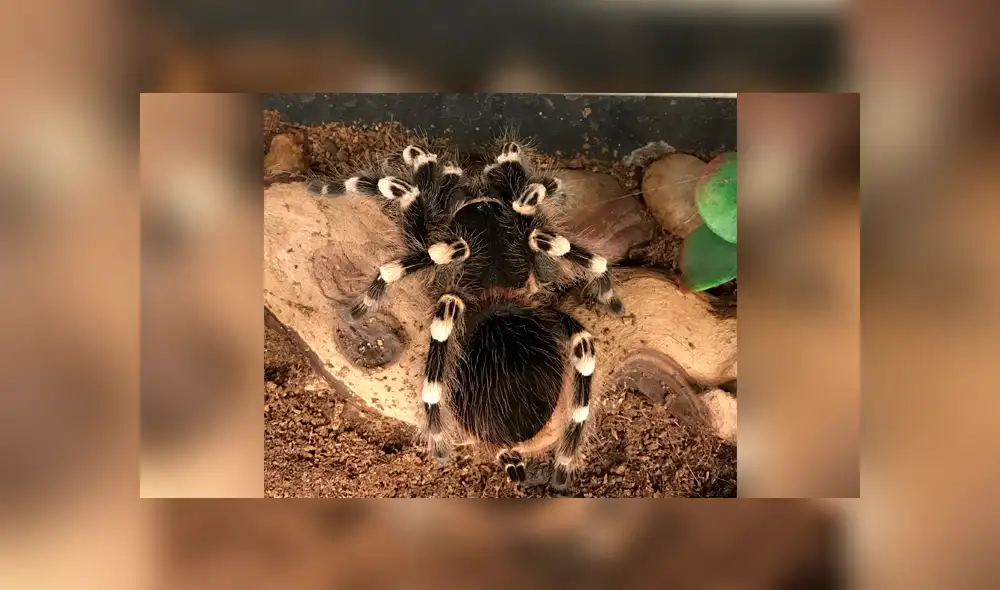 Desliza la imagen para ver lo que padeció el pequeño animal. Foto: bug_gwen/Twitter