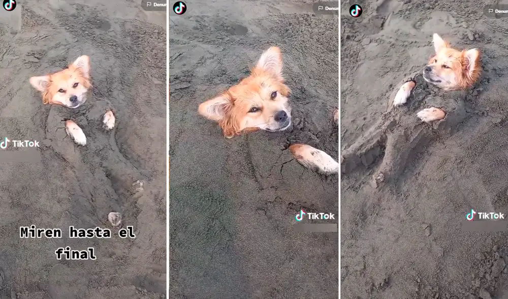 Las imágenes han llamado la atención de más de 1 millón de usuarios. Foto: composición de LR/captura de TikTok/@Lasabenturasdebela Las imágenes han llamado la atención de más de 1 millón de usuarios. Foto: composición de LR/captura de TikTok/@Lasabenturasdebela