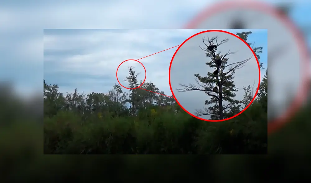 Los osos negros son unos excelentes trepadores, se los ha visto incluso subir por empinadas montañas. Foto: Viral Hog/YouTube