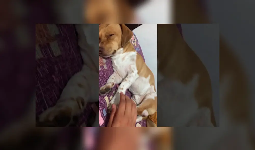 Facebook viral: hombre regaña a su perro por travesura y can finge su muerte 
