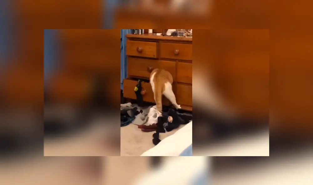 Desliza las imágenes para apreciar la reacción de un gato cuando su dueña descubrió su travesura. Foto: Captura. Desliza las imágenes para apreciar la reacción de un gato cuando su dueña descubrió su travesura. Foto: Captura.