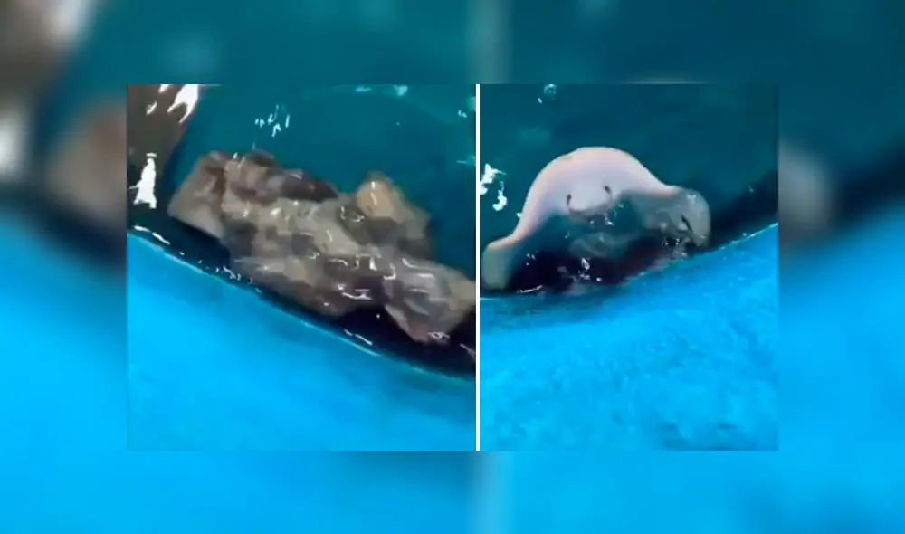 El autor del video de Facebook descubrió la verdadera identidad de una extraña criatura que emergió del mar.