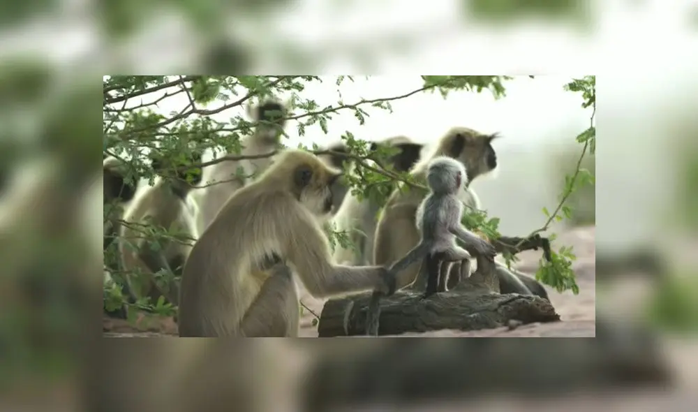 Desliza para enterarte qué sucede cuando ponen un mono robot en medio de un grupo de primates. Foto: Captura