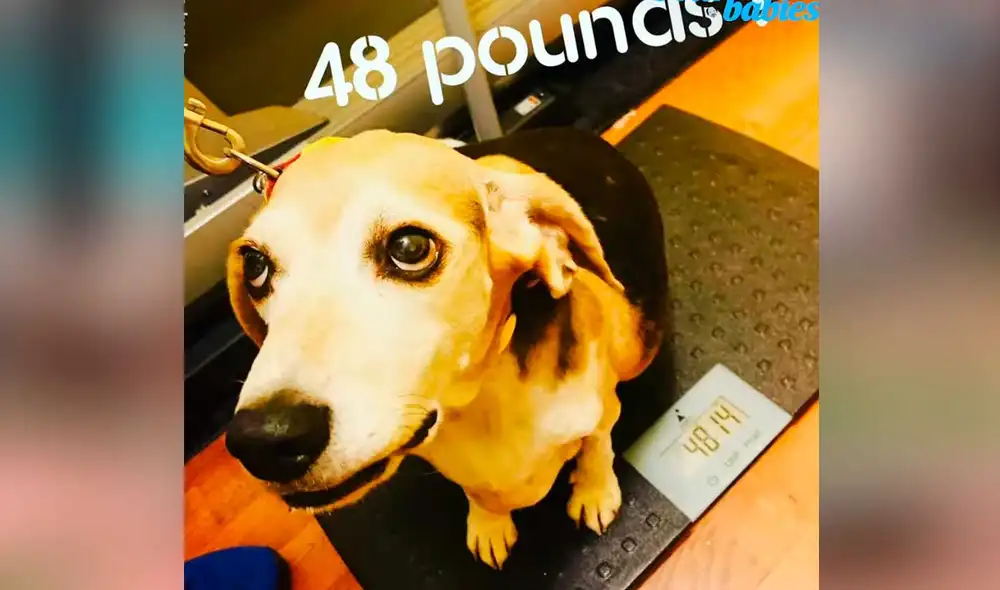 YouTube viral: perrito abandonado pierde más de 22 kilos con la ayuda de su nueva dueña YouTube viral: perrito abandonado pierde más de 22 kilos con la ayuda de su nueva dueña