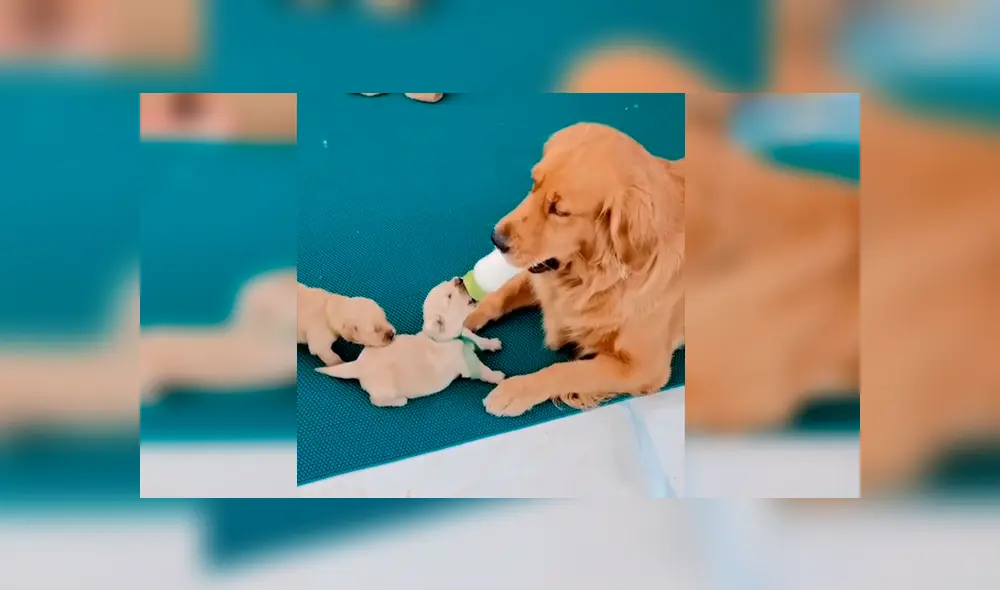 Desliza las imágenes hacia la izquierda para conocer el amoroso momento entre una perrita y sus crías. Foto: Captura. Desliza las imágenes hacia la izquierda para conocer el amoroso momento entre una perrita y sus crías. Foto: Captura.