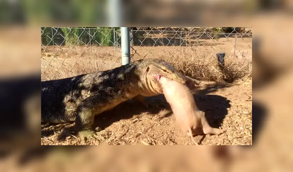 Un video muestra el momento en el que enorme reptil devora a un pequeño cerdo.