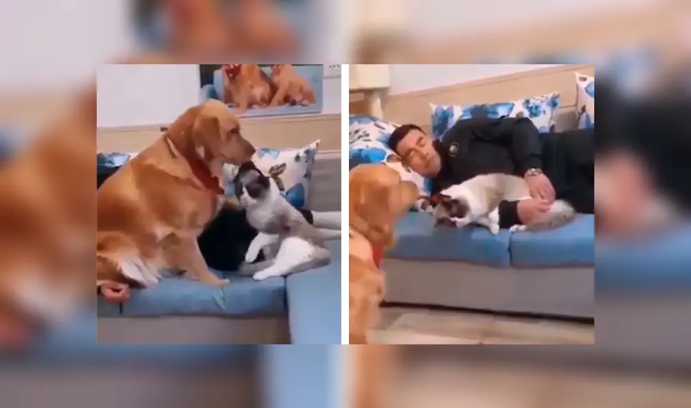 Desliza las imágenes para conocer la terrible actitud de un perro para evitar que un gato le robe la atención de su amo. Foto: Captura. Desliza las imágenes para conocer la terrible actitud de un perro para evitar que un gato le robe la atención de su amo. Foto: Captura.