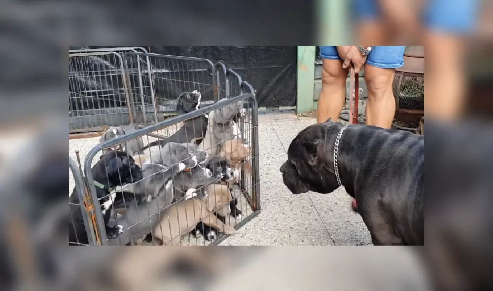 Desliza las imágenes para ver más detalles  sobre esta cautivadora escena. (Foto: captura / YouTube)