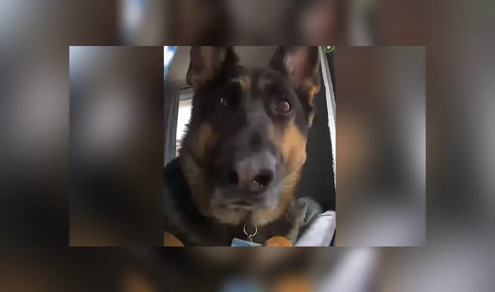 Mediante YouTube se compartió un video que muestra la divertida reacción de un perro al ver una cámara de seguridad en su casa.
