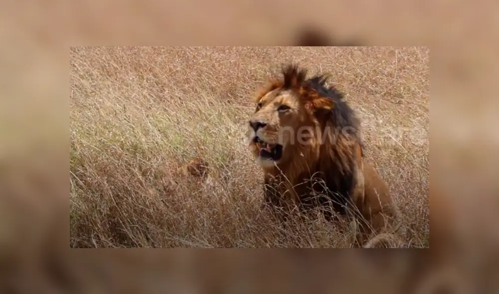 Turistas tienen impensado encuentro con feroces leones de África. Turistas tienen impensado encuentro con feroces leones de África.