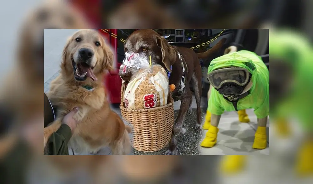 Conoce la historia de estos tres perritos que han desempeñado una labor muy noble para mitigar el impacto de la COVID-19. (Fotos: EFE/El Mercurio/AFP) Conoce la historia de estos tres perritos que han desempeñado una labor muy noble para mitigar el impacto de la COVID-19. (Fotos: EFE/El Mercurio/AFP)
