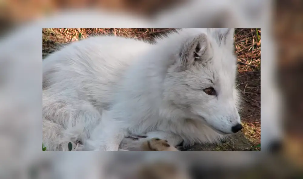 YouTube viral: pensó que su pequeña mascota era un perro, al conocer la verdad queda aterrada [VIDEO]