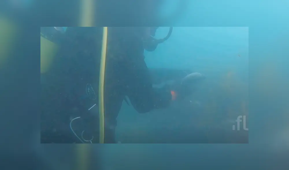 Intrépida anciana que buceaba en las profundidades del mar rescató a un tiburón. Intrépida anciana que buceaba en las profundidades del mar rescató a un tiburón.