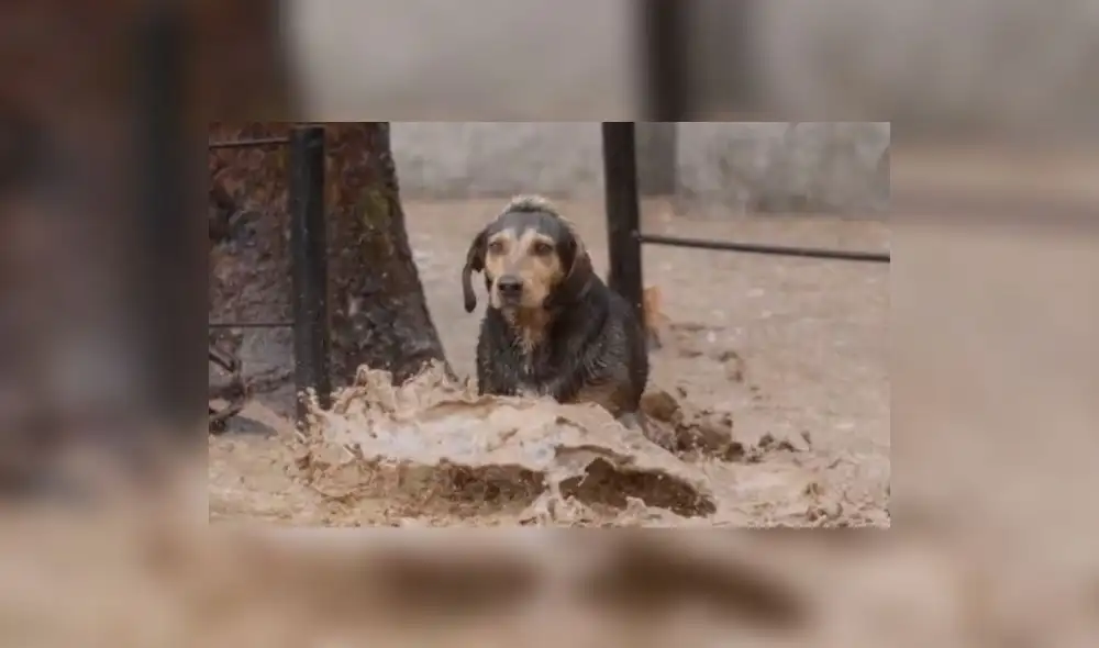 ¿Cómo ayudar a los animales afectados por los desastres naturales?