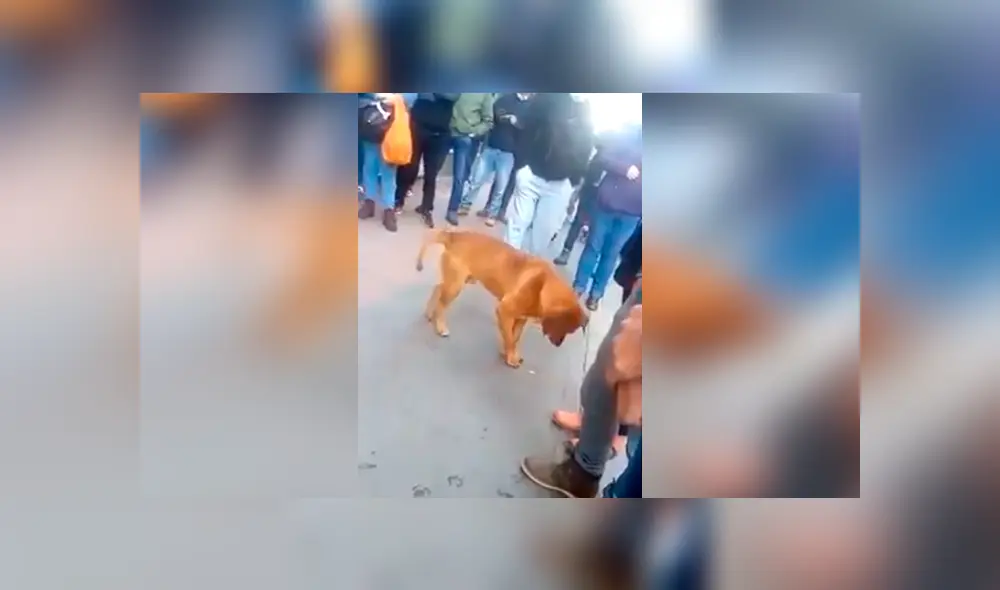 Desliza las imágenes hacia la izquierda para apreciar la emoción de un perro cuando unas personas se unen a su juego. Fotocaptura: Facebook.