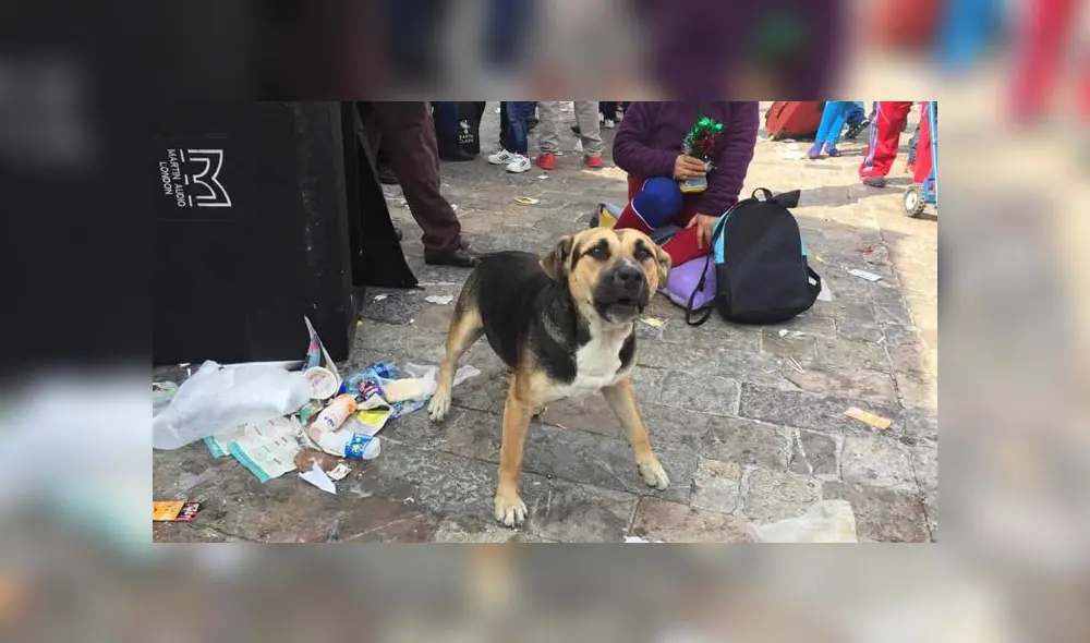 Cientos de personas acuden a los festejos en la Basílica de la Virgen de Guadalupe, dejando a sus mascotas en medio de las calles de CDMX.