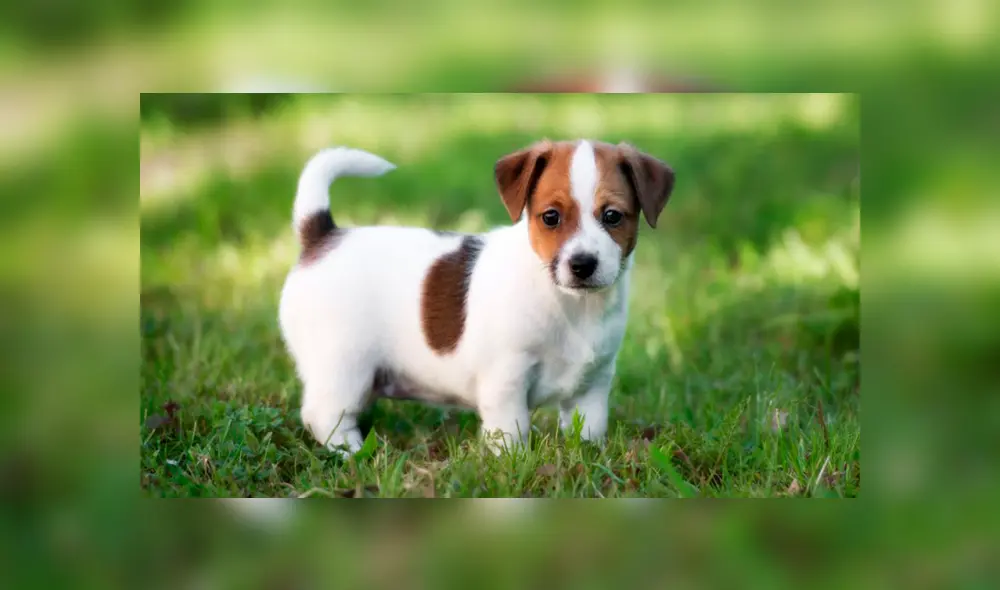 Estudio revela que tener un perro en casa reduce el riesgo de mortalidad Estudio revela que tener un perro en casa reduce el riesgo de mortalidad