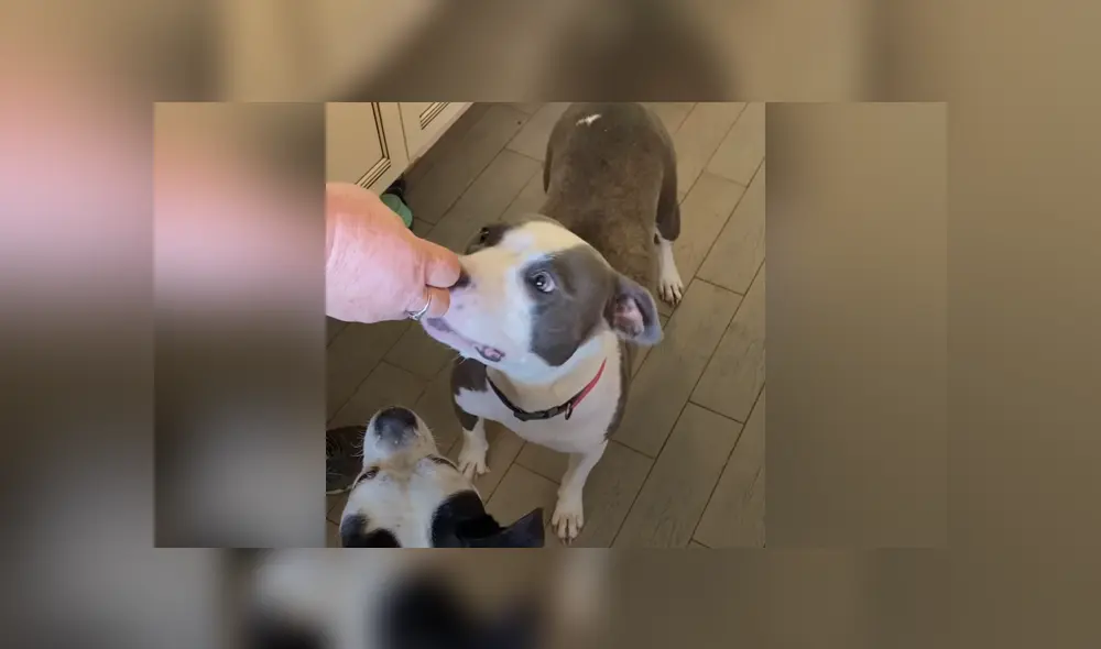 La perrita se adaptó a su casa provisional y tuvo sus diez cachorros allí. Foto: YouTube. La perrita se adaptó a su casa provisional y tuvo sus diez cachorros allí. Foto: YouTube.