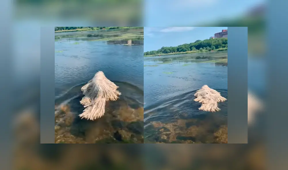 Hombre encuentra misteriosa criatura ‘acuática’, se acerca a ella y descubre algo insólito