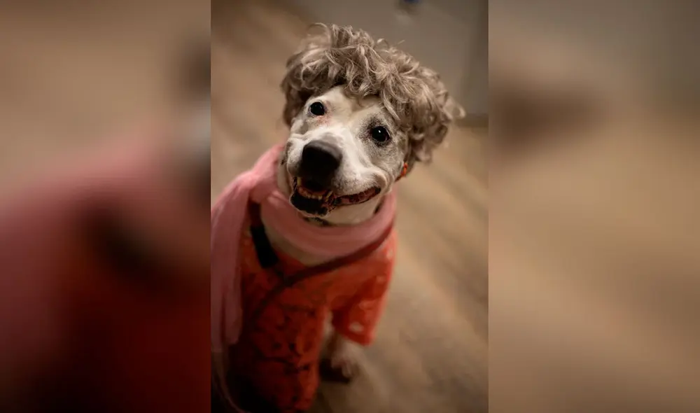 Desliza las imágenes para ver la sesión fotográfica de unos perros al modelar unos trajes y accesorios. Foto: Flagler Humane Society