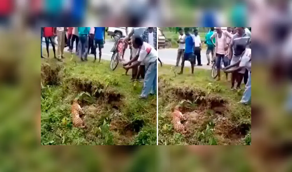 Vecinos se acercan a leopardo ‘muerto’ para tomarle foto y sucede lo peor. Vecinos se acercan a leopardo ‘muerto’ para tomarle foto y sucede lo peor.