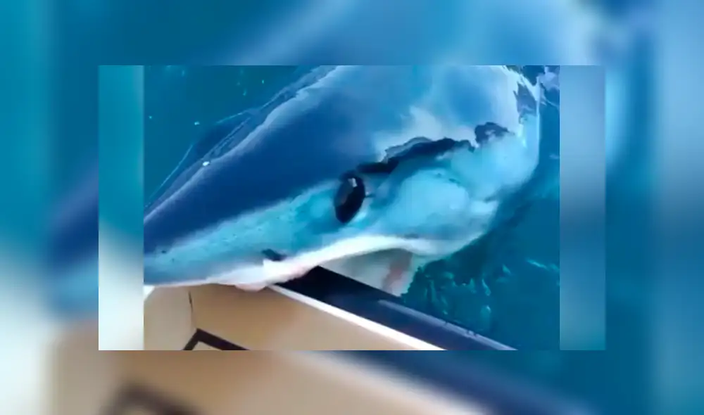 Pescadores grabaron el momento en que gigantesco tiburón emergió del océano. Pescadores grabaron el momento en que gigantesco tiburón emergió del océano.