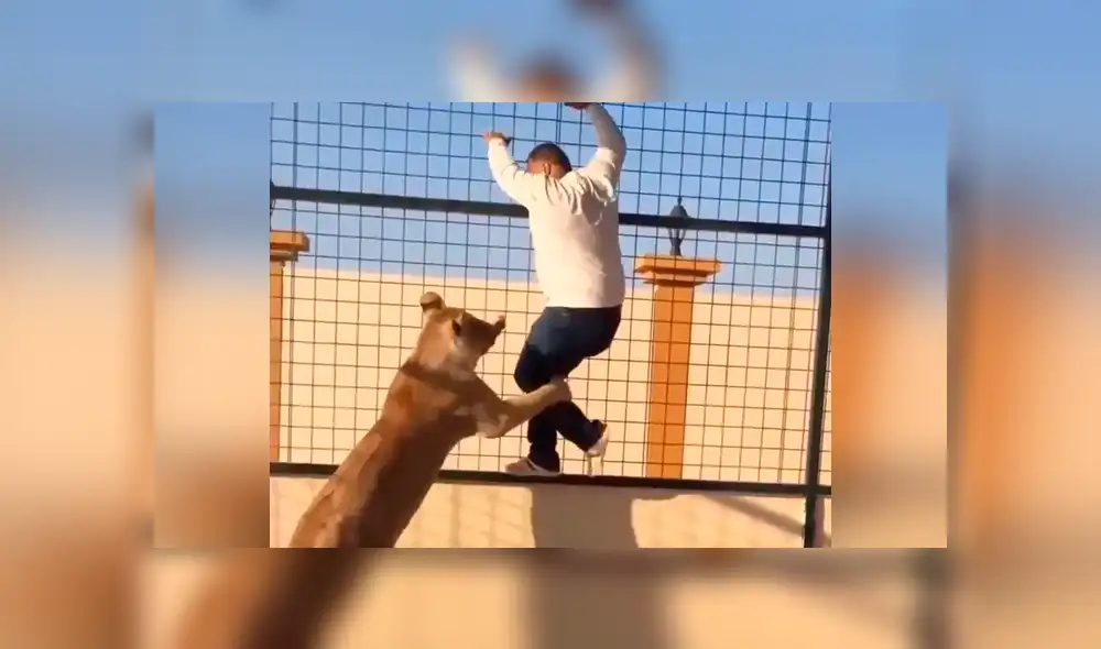 YouTube viral: le hacen creer que era una tierna leona, ingresa a jaula para tomarse foto y sucede lo peor. YouTube viral: le hacen creer que era una tierna leona, ingresa a jaula para tomarse foto y sucede lo peor.