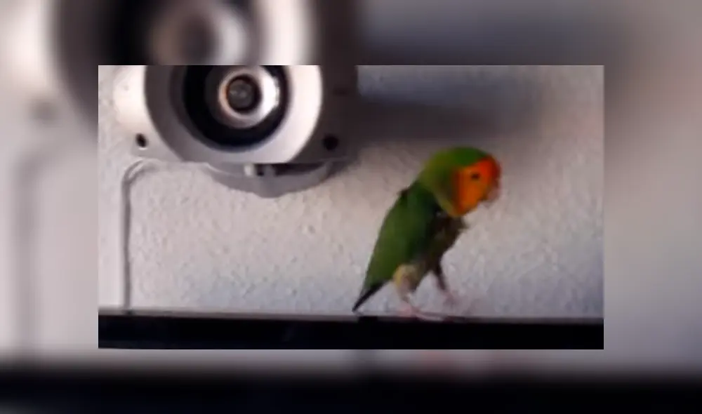 Video es viral en Instagram. Miles de fanáticos de Michael Jackson quedaron impactados, luego de ver a este pequeño loro imitando al recordado ‘rey del pop’. Foto: Captura.