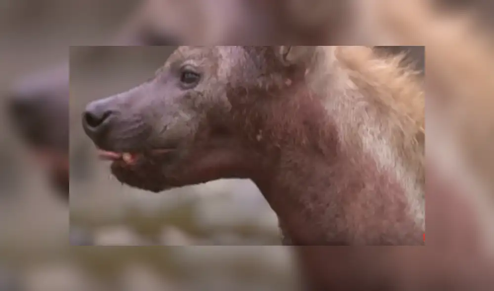 Desliza hacia la izquierda para ver la rápida acción de la hiena para devorar su presa. Video viral de YouTube. Desliza hacia la izquierda para ver la rápida acción de la hiena para devorar su presa. Video viral de YouTube.