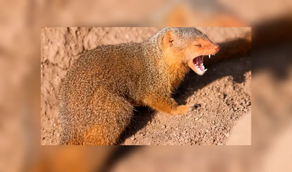 YouTube viral: un leopardo le tendió trampa a marmota bebé y tuvo inesperado final [VIDEO] 
