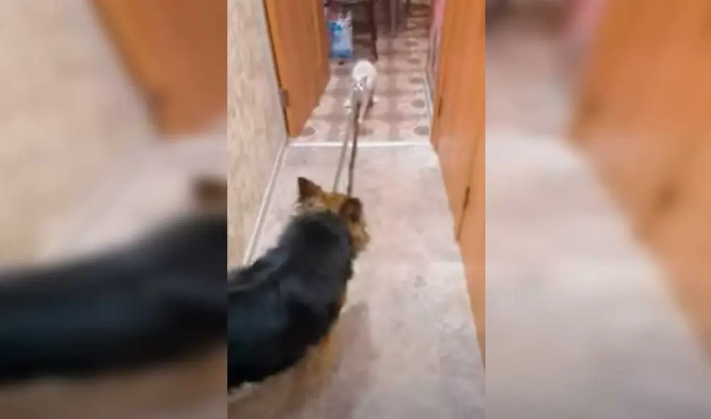 Desliza las imágenes para ver la curiosa escena que protagonizó este gato y un travieso perro que no quiso obedecer a su dueña. Fotocaptura: ViralHog/YT Desliza las imágenes para ver la curiosa escena que protagonizó este gato y un travieso perro que no quiso obedecer a su dueña. Fotocaptura: ViralHog/YT
