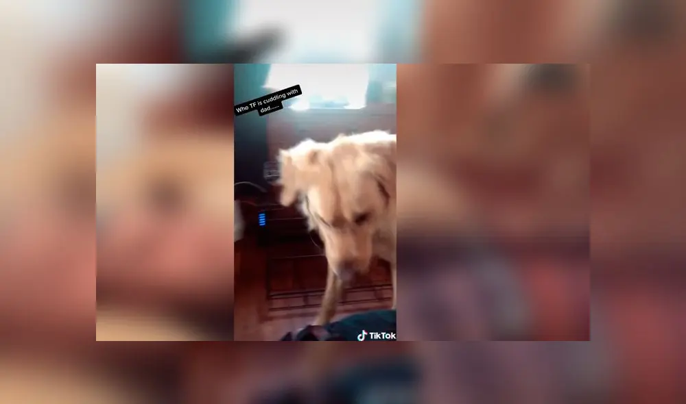 Desliza las imágenes para ver la dramática escena que protagonizó un perro al ver que su dueño consentía a otro can. Foto: TikTok Desliza las imágenes para ver la dramática escena que protagonizó un perro al ver que su dueño consentía a otro can. Foto: TikTok