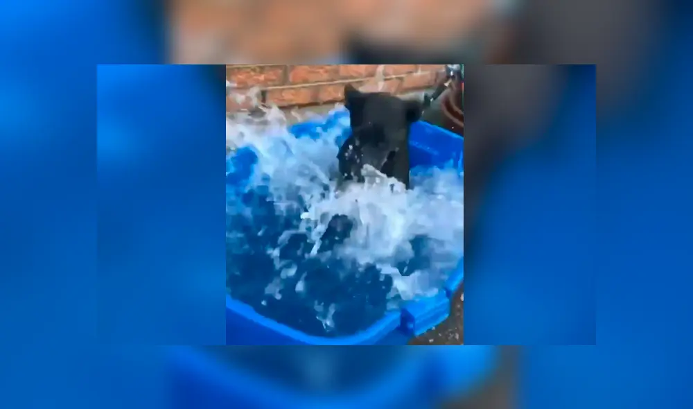 Facebook viral: mujer baña por primera vez a perro que rescató de la calle y este tiene curiosa reacción Facebook viral: mujer baña por primera vez a perro que rescató de la calle y este tiene curiosa reacción