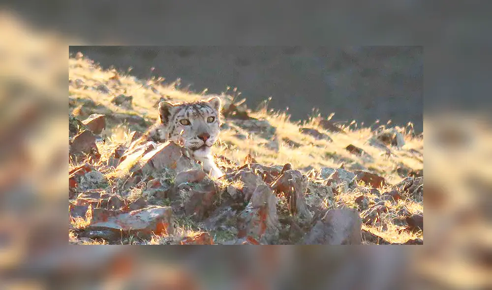 'Pantera rosa' es captada paseando por un parque nacional de Siberia.
