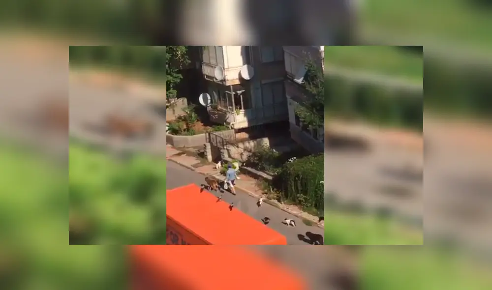 Video es viral en Facebook. Autora de la grabación captó a la mujer en una calle de Turquía mientras era perseguida por varios perros, pájaros y gatos. Fotocaptura: Twitter Video es viral en Facebook. Autora de la grabación captó a la mujer en una calle de Turquía mientras era perseguida por varios perros, pájaros y gatos. Fotocaptura: Twitter
