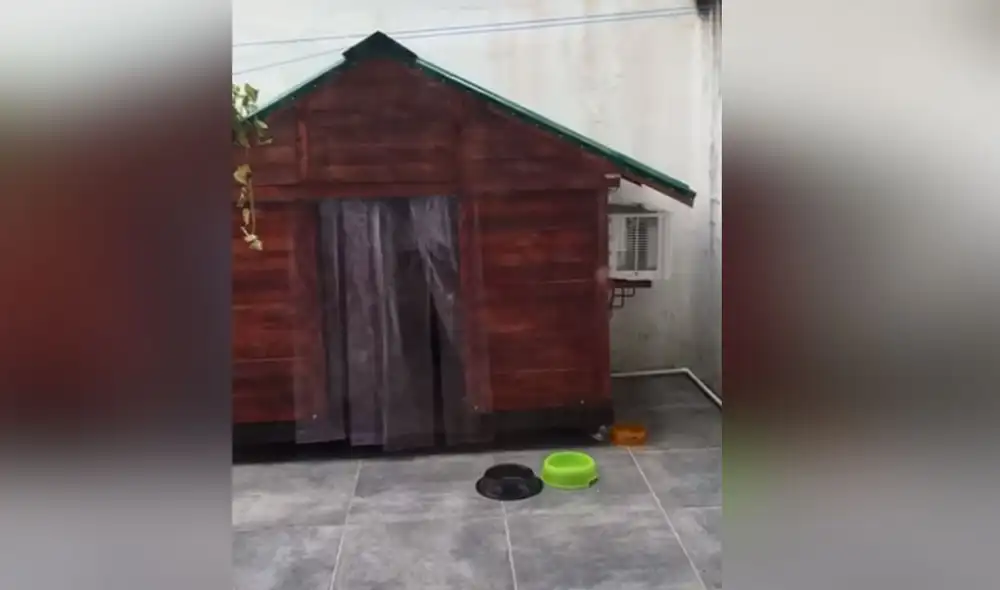 Desliza las imágenes para ver más detalles sobre esta graciosa escena. Foto: captura de TikTok