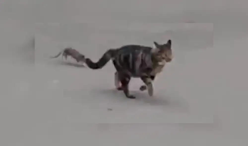 Facebook Viral: Gato atacó a una rata karateka y tuvo terrible final