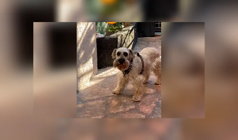 Desliza las imágenes para observar la conmovedora reacción de un perro al ser ‘regañado’ por su dueña. Foto: Captura.